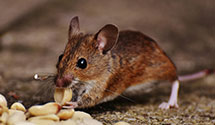 24 Hour & Emergency Exterminators in Heafford Jct, WI